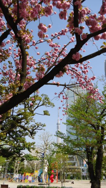 八重桜スカイツリー