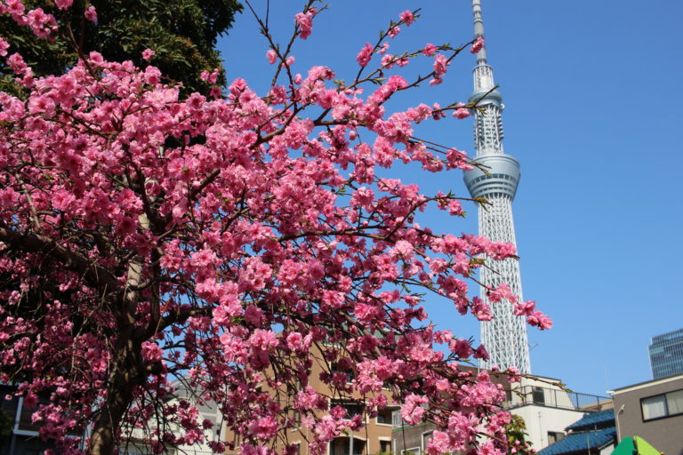 八重桜スカイツリー
